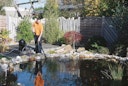 Vorschaubild Pontec Teichschlammsauger PondoMatic