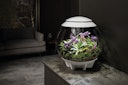 Vorschaubild BiOrb Terrarium AIR 60