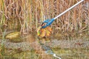 Vorschaubild Oase Teichzange EasyPick