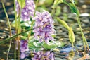Vorschaubild Pontec Kunstpflanze PondoHyacinth Blooming