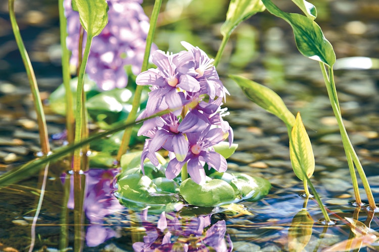 Pontec Kunstpflanze PondoHyacinth Blooming