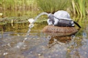 Vorschaubild Oase Wasserspeier Schildkröte