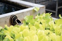 Vorschaubild Oase Wasserspeier Wand Rund Bronze