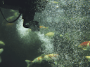 Vorschaubild Oase SwimSkim 50